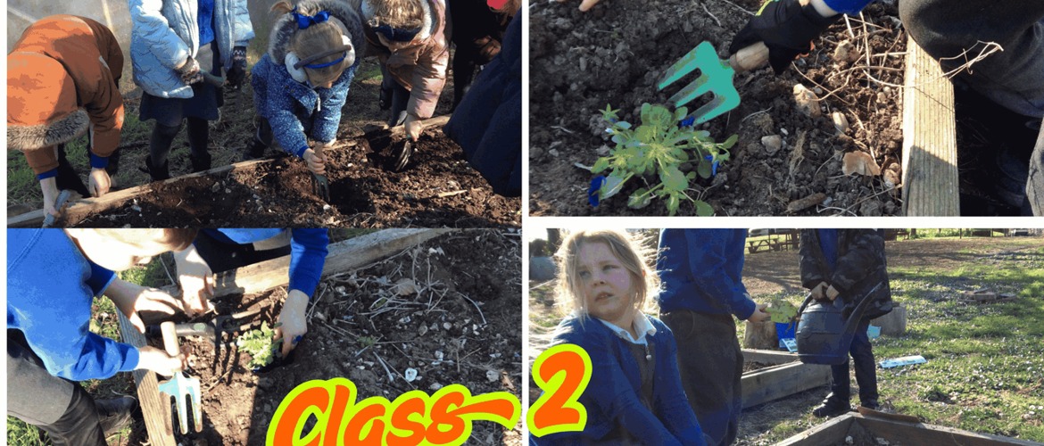 Class 2 Spring Planting